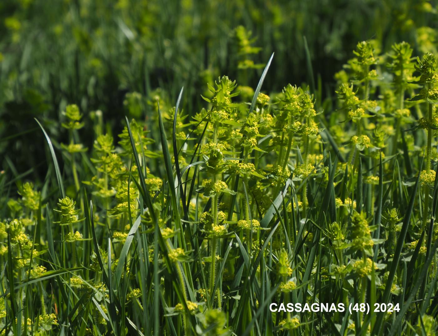 Crosswort plant